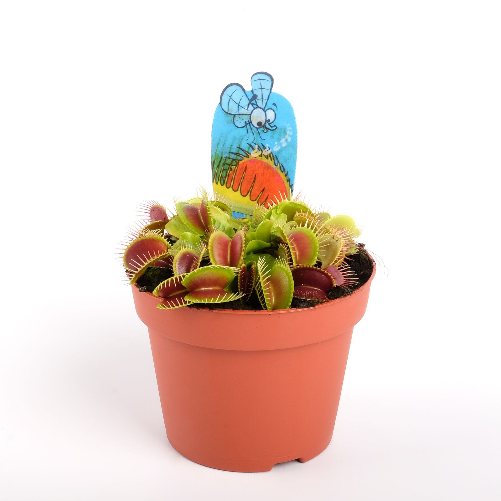 Plante carnivore-Dionaea muscipula - Pépinière Locas